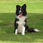 ＃ 전세계 개 (dog) 지능 순위 ＃ (사진 전부 有)