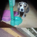 <b>비글</b> 강아지를 잃어버렸습니다