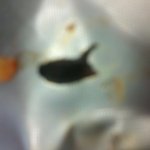 #####<b>농심</b>의개념######사진有