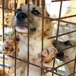 ★2011 동물보호법 개정에 힘을 모아주세요★