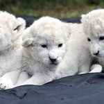 ＃ 세상에서 제일 비싼 애완동물 ＃