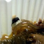 [사진有] 아.. <b>찜닭</b>먹다 파리나왓다 ㅡㅡ..