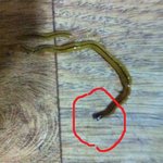 정말 더럽다는 말밖에 나오지 않는