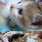 고양이입양하실분안계시나요ㅠㅠ,,,