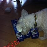 <b>오레오</b> 크림으로 탑 쌓았어요!!!