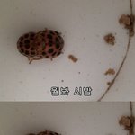 이제 <b>무당벌레</b>도 솔로를 무시하는거같다
