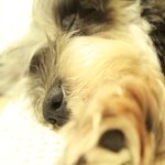 강아지 <b>성대</b>수술ㅠㅠ