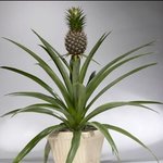 [사진有] 진짜 뜬금없는 <b>나무</b>......꼭보세요!