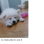 ★<b>사진</b>有★멍멍 <b>털</b> 유/무의 중요성