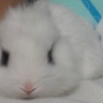 ★쪼그마한<b>토끼</b>가져가실분 ㅠㅠ☆