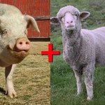다른 두<b>종류</b>사이에 생긴 동물들.