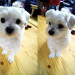 '온양<b>온천</b>역'에서 말티즈를 잃어버렸습니다. 봐주세요