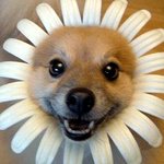 <b>우왕</b> 내가 사자왕이당 <b>우왕</b>