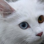 냐옹님 ;ㅂ;