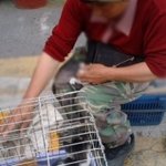 사진<b>첨부</b>)개장수의 추악한짓을 신고하고싶어요!