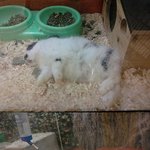 부천 대형마트에서 죽어있는 토끼를 보았습니다. (사진 첨부)