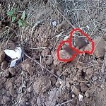 +사진추가+■말로만듣던대륙ㅠㅠ아파트단지안에 애기가 똥싸고있었어요■