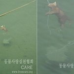 포항에서 새끼 고양이를 돌에 묶어 바다에 빠뜨려 죽인 사건