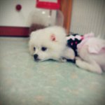 사진有) 나의 반쪽샤넬♥