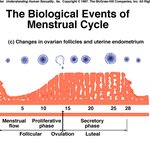 월경 지식에 관한... 오해 