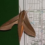 군대에 <b>팅커벨</b>(?)에 대해서 궁금해요 !