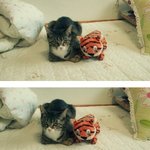 사진有> 우리집 고양이의 깜찍한 위장술!!!!!!!!!!!!ㅠㅠ♥