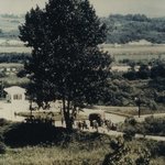 [수정](펌)판문점 <b>미루</b>나무 도끼 만행사건