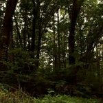 일본★ 정말로있었던  이야기 1 (사진)