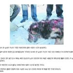 <b>티베트</b>개 /식인개