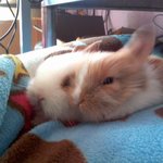 우리집 나이 4개월 <b>귀염</b>둥이 토끼♥