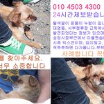 <b>장미</b>를 찾아주세요 ! 여기는 대구입니다..
