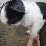 우리집 귀요미 강아지 초.아.뽀.북ㅋㅋㅋ♥