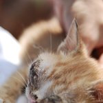 (사진有) 길냥이 제발 살수있기를..ㅠㅠ