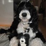 실제 털로 만든 강이지 인형 비교