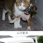 [펌] 웃긴 개 시리즈 모음