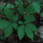 <b>산삼</b>의 계절