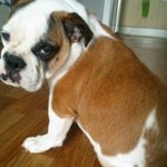 <b>불독</b>아가들 이야기에요♥(사진있어요ㅋ)