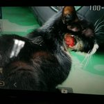 길고양이가 많이 다쳤어요... 정말 <b>동물</b>구조협회가 이런곳이군요...