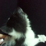 쥐끈끈이에 걸린 아기고양이 살려줬어요 ~