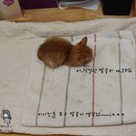 (사진有) 길냥이 제발 살수있기를..ㅠㅠ(후기2)