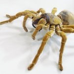 <b>기이</b>하게 생긴 신기한 애벌레&amp;곤충의 세계