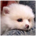 강아지 털빨(?)의 좋은예와 나쁜예 (사진有)