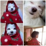 (사진有)우리집 강아지 뽀숑이를 소개합니다 ^.^
