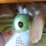 변기에 <b>대변</b>누는 고양이^ㅅ^