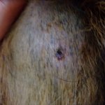 제발 좀 중 대형<b>견들</b> 묶어놓고 다니세요!!