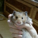 ★[사진有] <b>주년</b>이 딸래미 랑이와 함께 하는 일상★