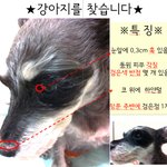 ▶어제 <b>안암동</b>에서 강아지 잃어버렸어요..ㅠㅠ. ◀