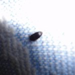 ★★★이 벌레의<b>정체</b>★★★