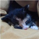 ★★★고양이를 키우는 사람이라면 <b>하나쯤</b>은 공감할만한 이야기★★★