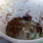 (인증有)날아다니는 바퀴벌레